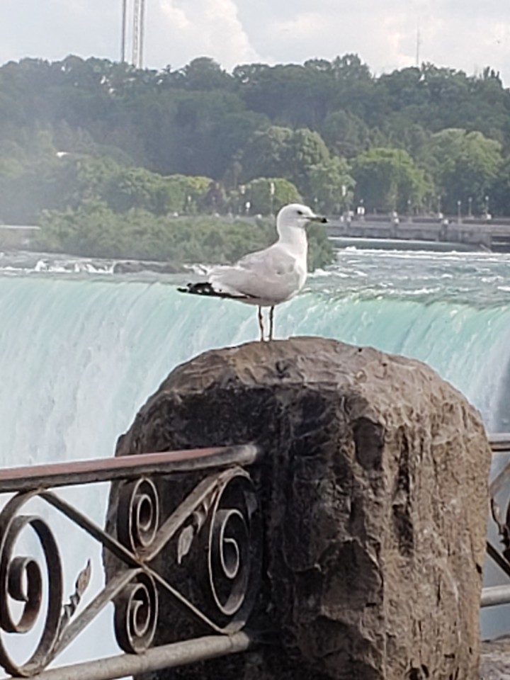 Seagull at The Falls