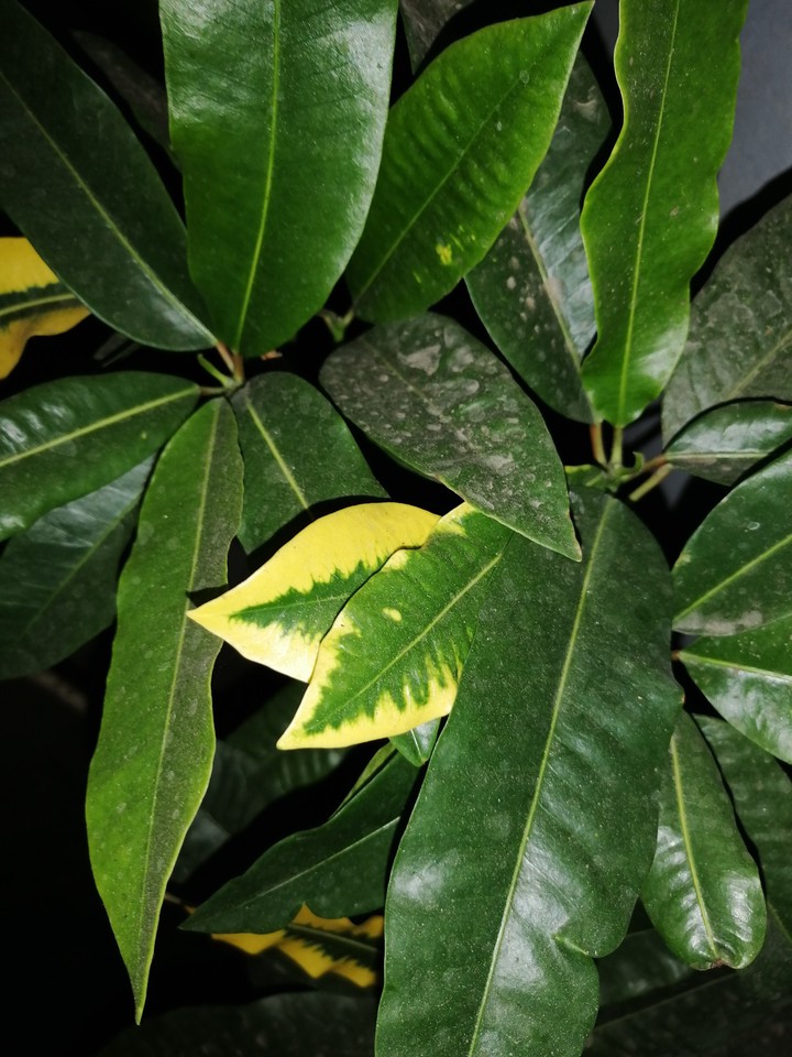 leaf