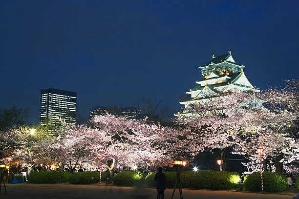 castle and blossoms illuminated