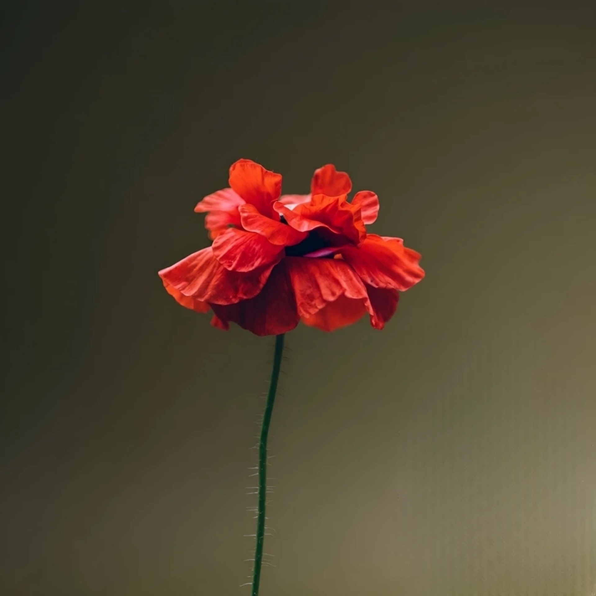 꽃잎, 녹색 배경화면