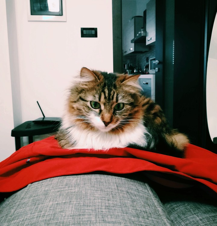 Gatto