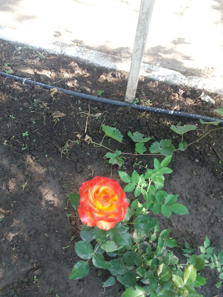 роза
