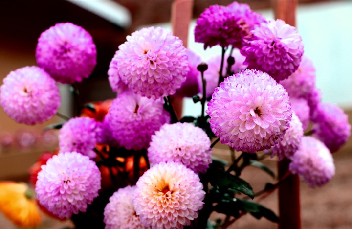 Flower .. flower