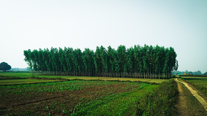 Field