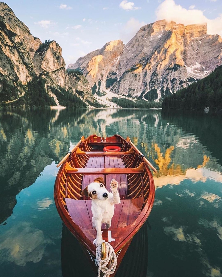 dog and boat