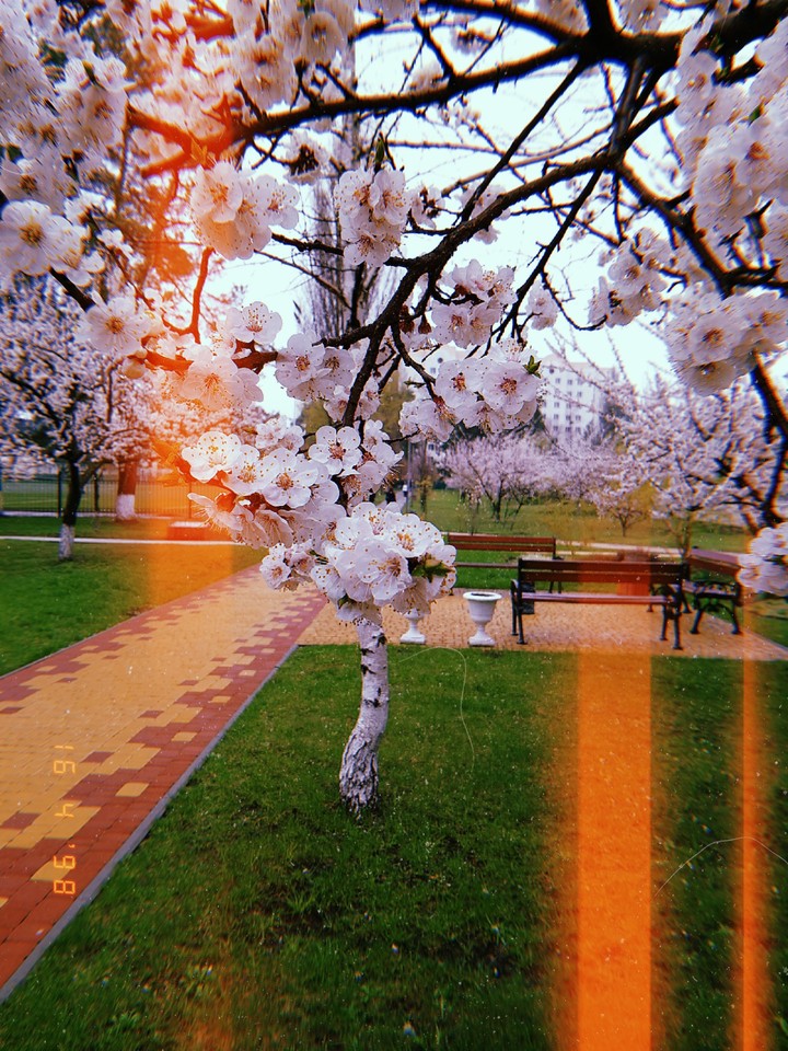 spring
