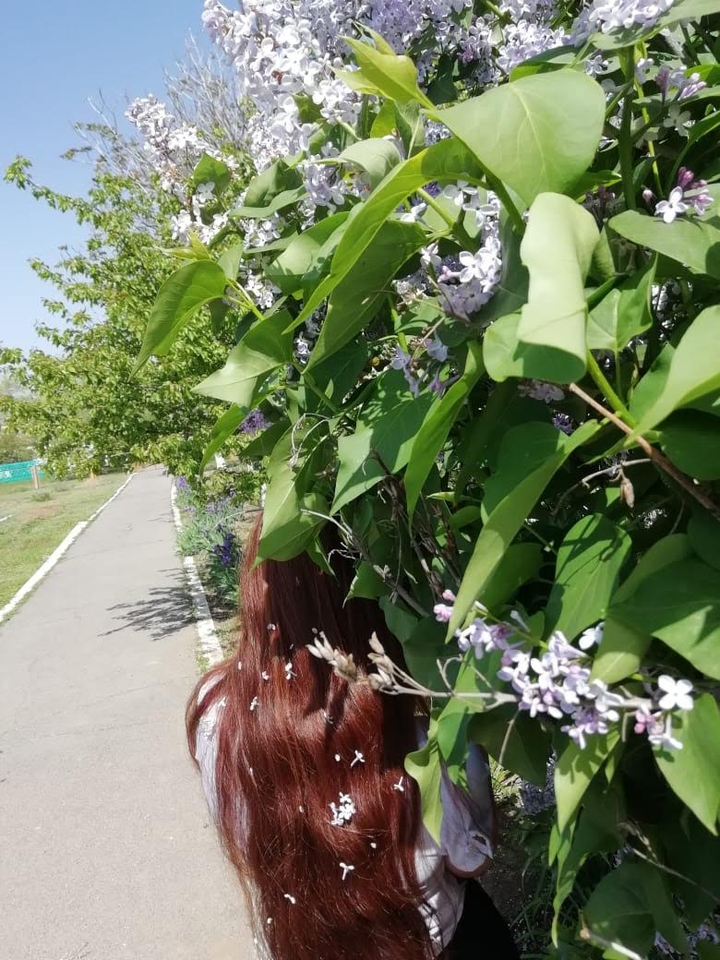 Сирень???