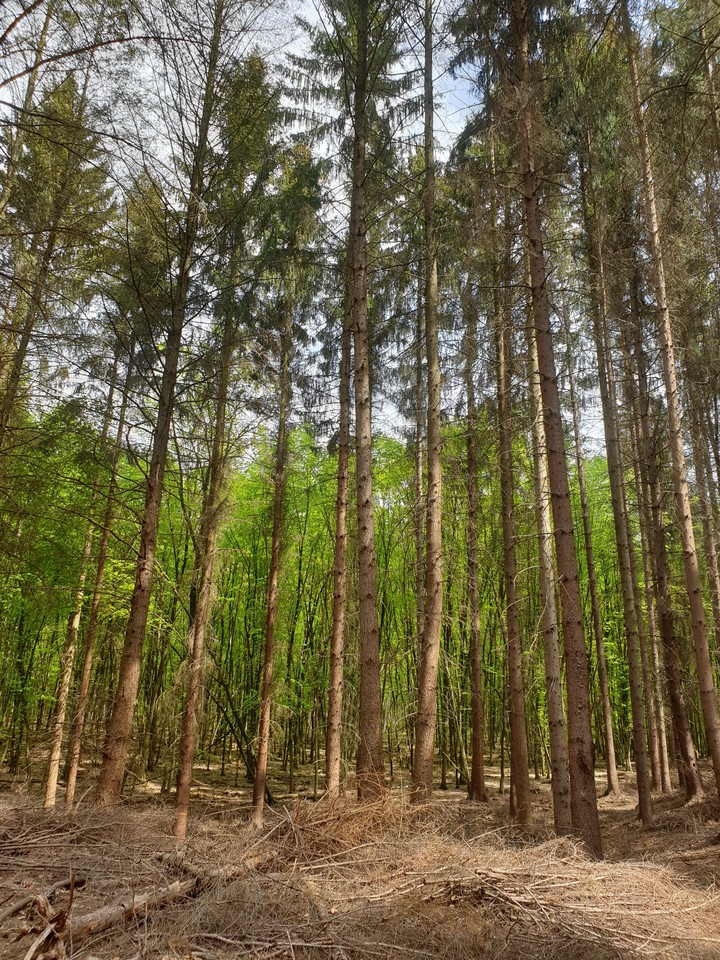 Waldspaziergang
