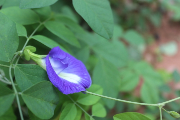 violet flower