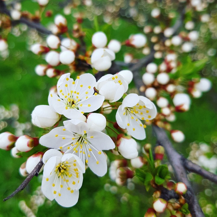 Beautiful April