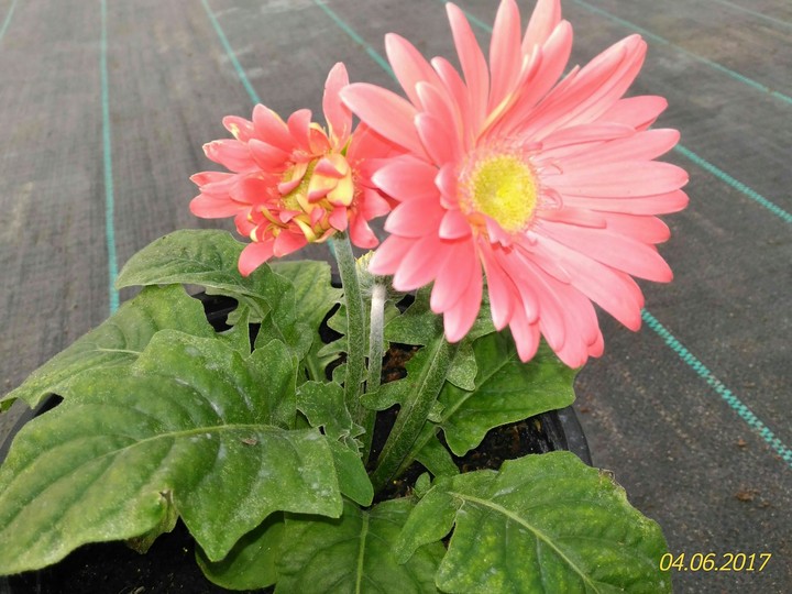 #flower
