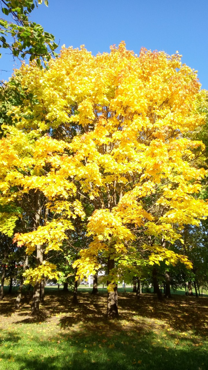 Autumn in the city