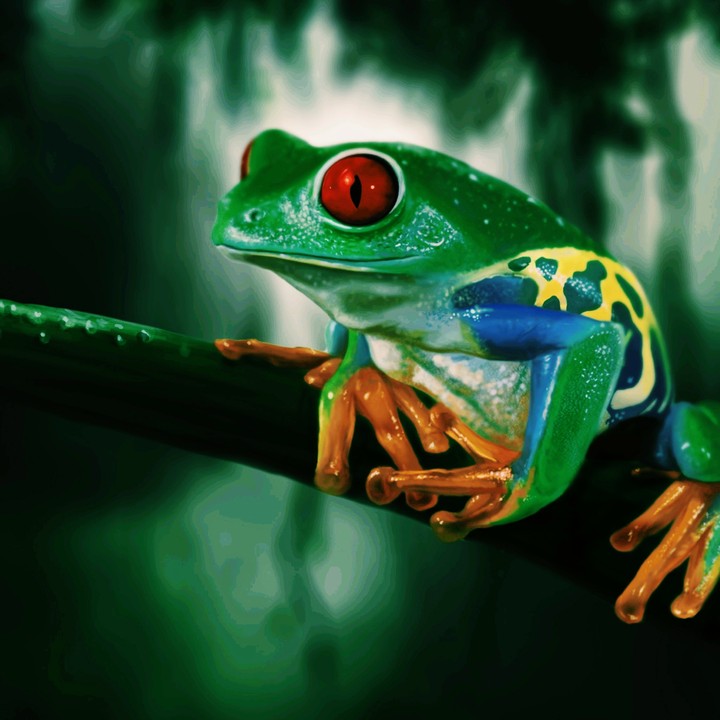 Green frog