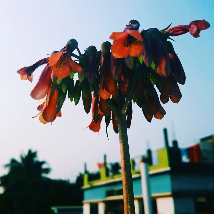 flower