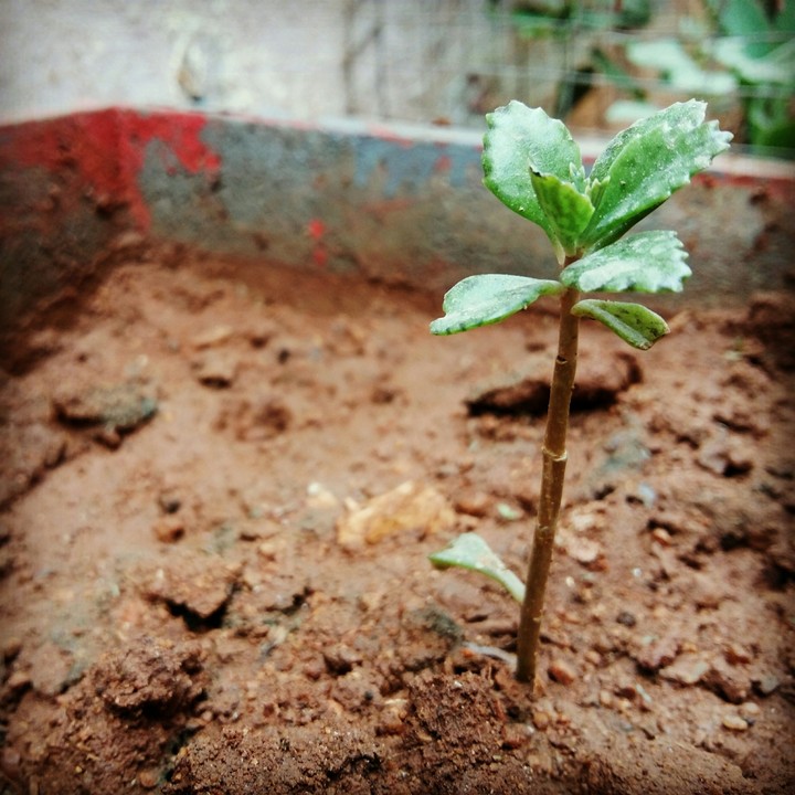plant