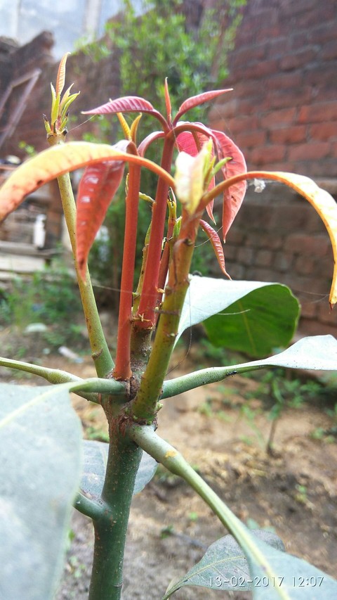 the red auxins