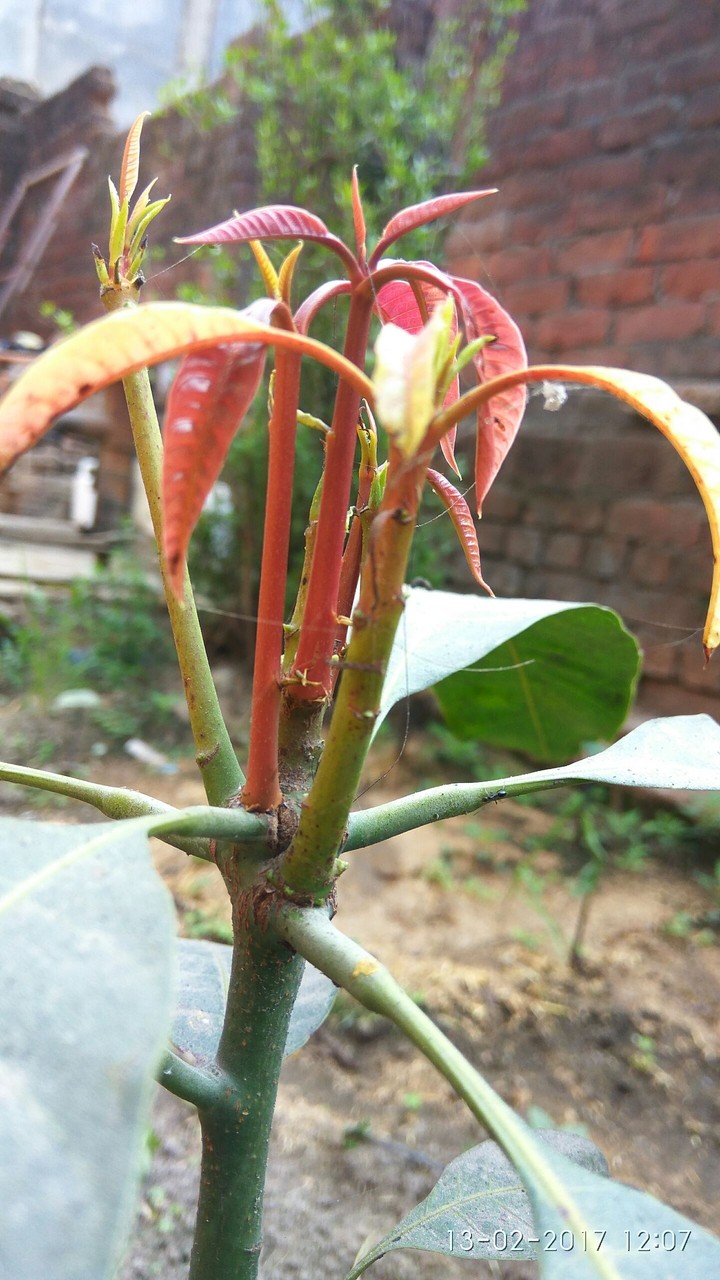 the red auxins