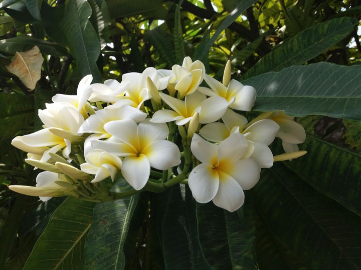 May Flower