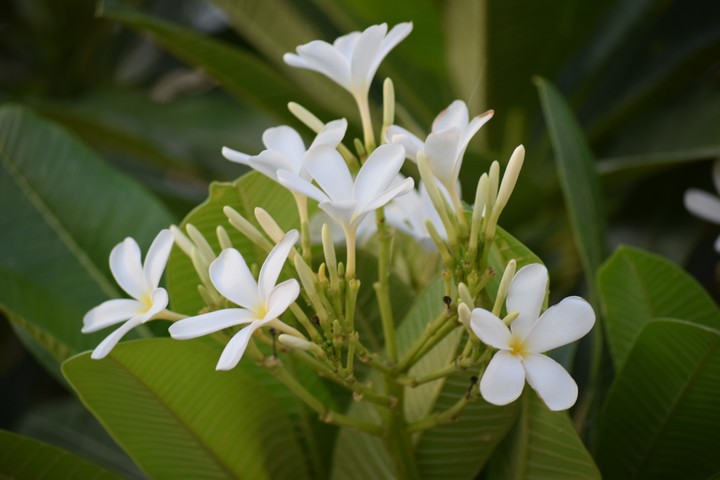Springs