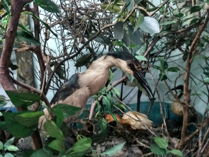 bird