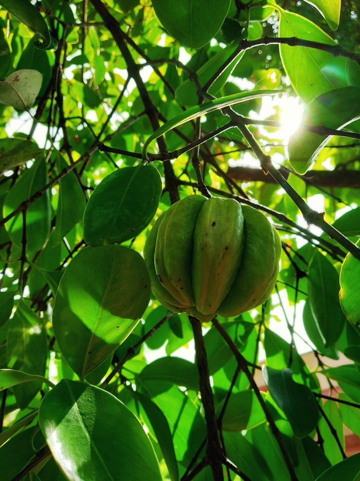 fruit photography