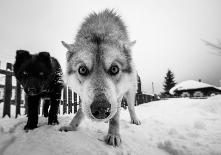 песили