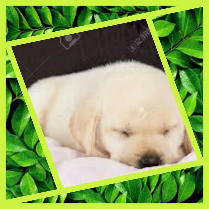 my puppy