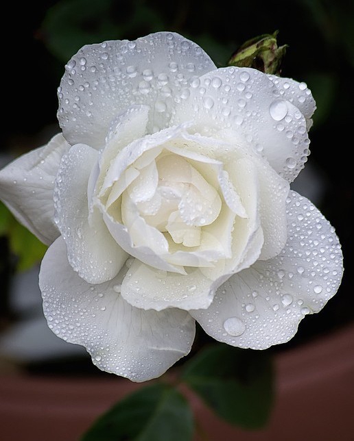 rose