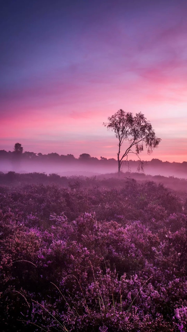 Pink Forest