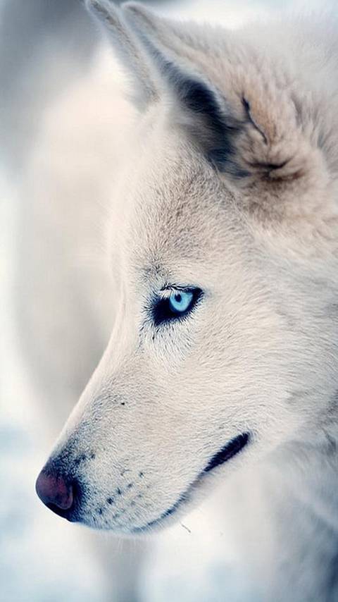 chien