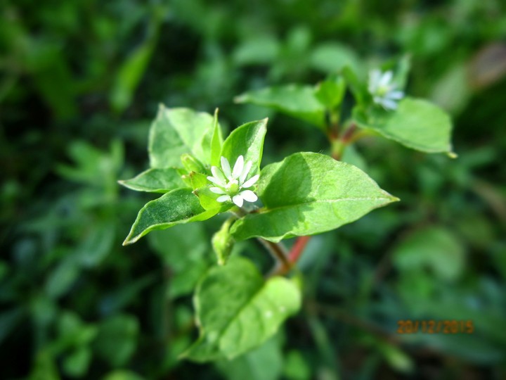 Wild Blossoms