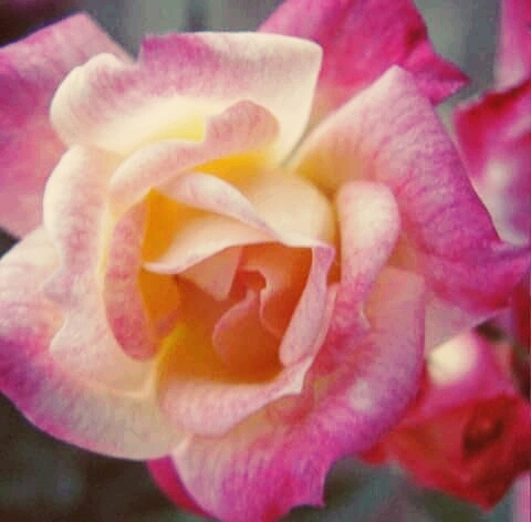 Roses