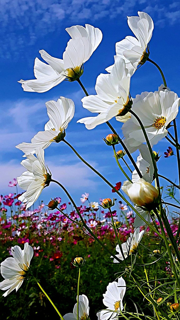 SK～flowers