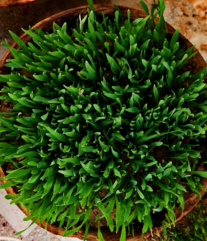 greenery