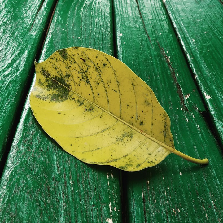 Leaf