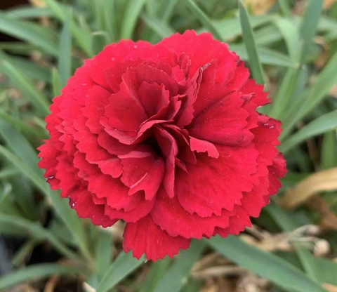 dianthus, 芍藥桌布