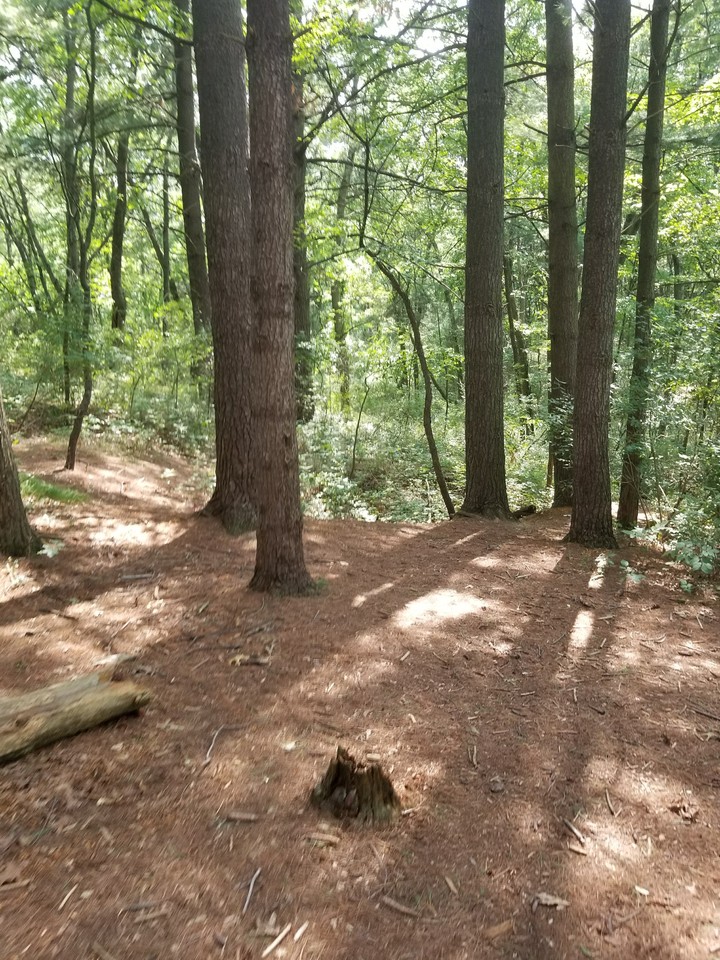Forest