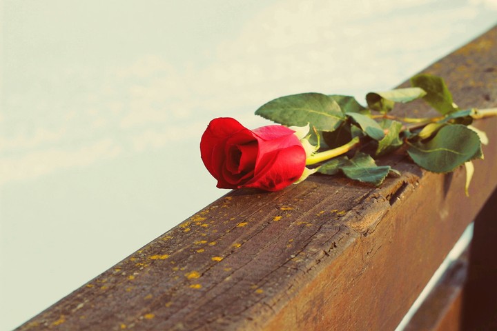 rose