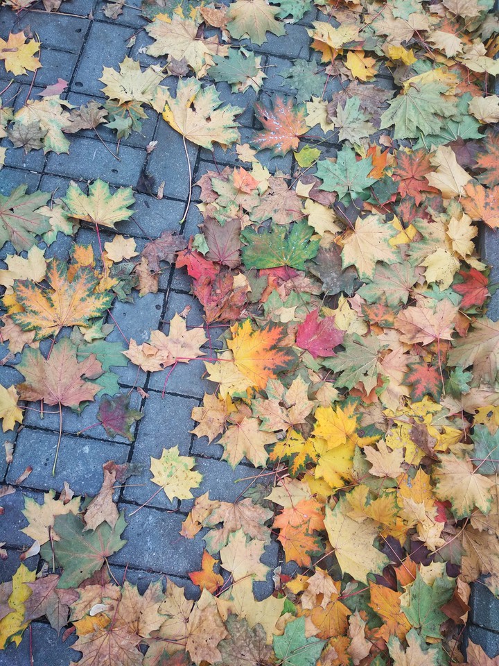 autumn