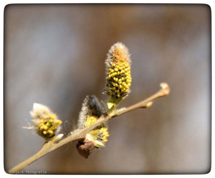 blossom