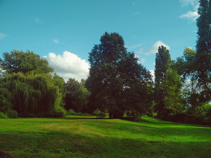 Lush Green Trees