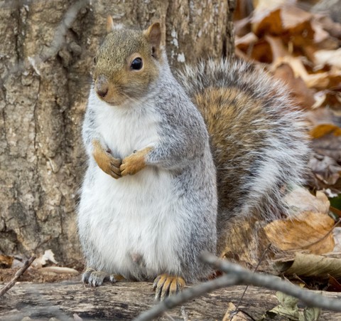 Eastern Gray Squirrel