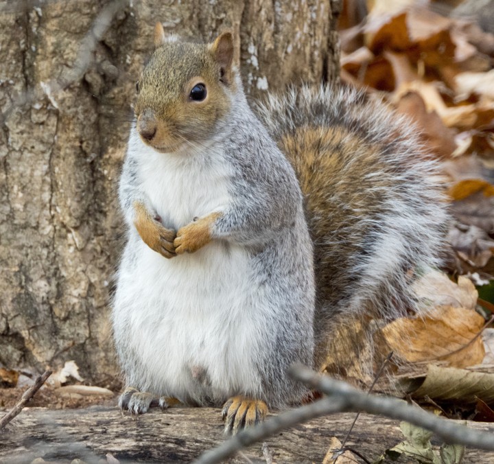 Eastern Gray Squirrel