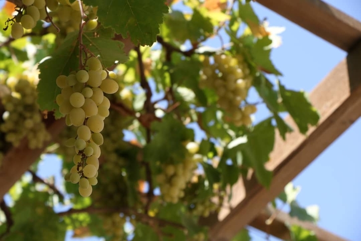 grapes