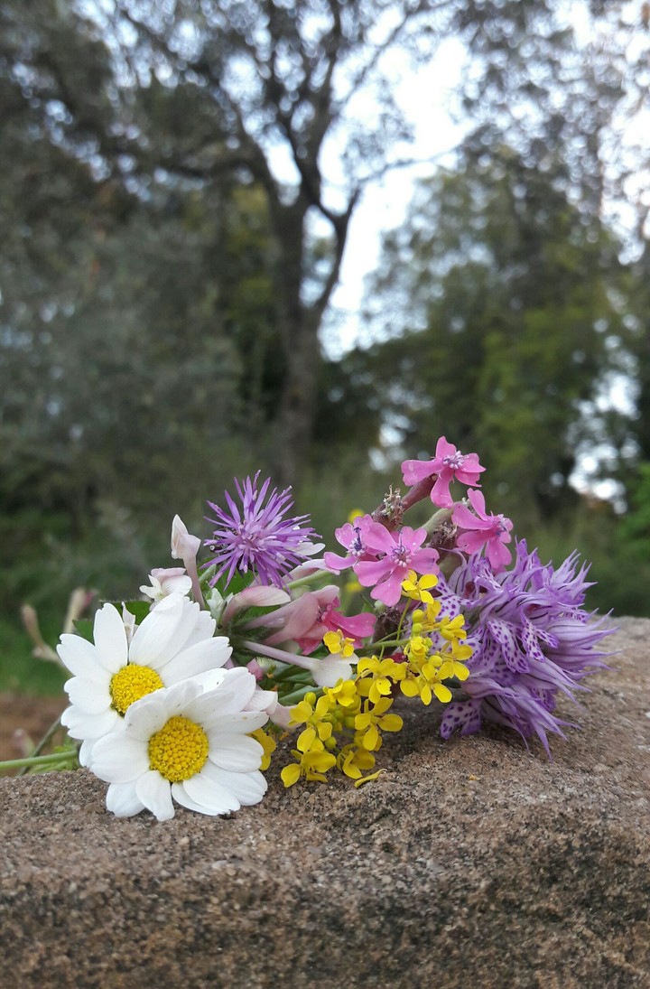 nature colors