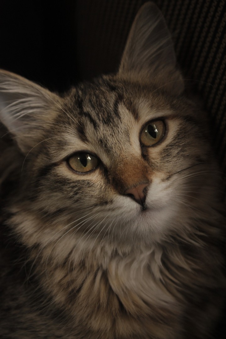 my  cat ?