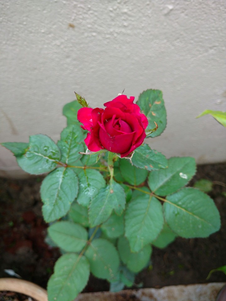 Red rose
