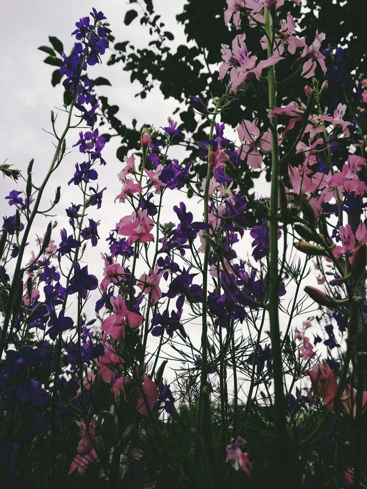 Разноцветные цветы, Colorful flowers