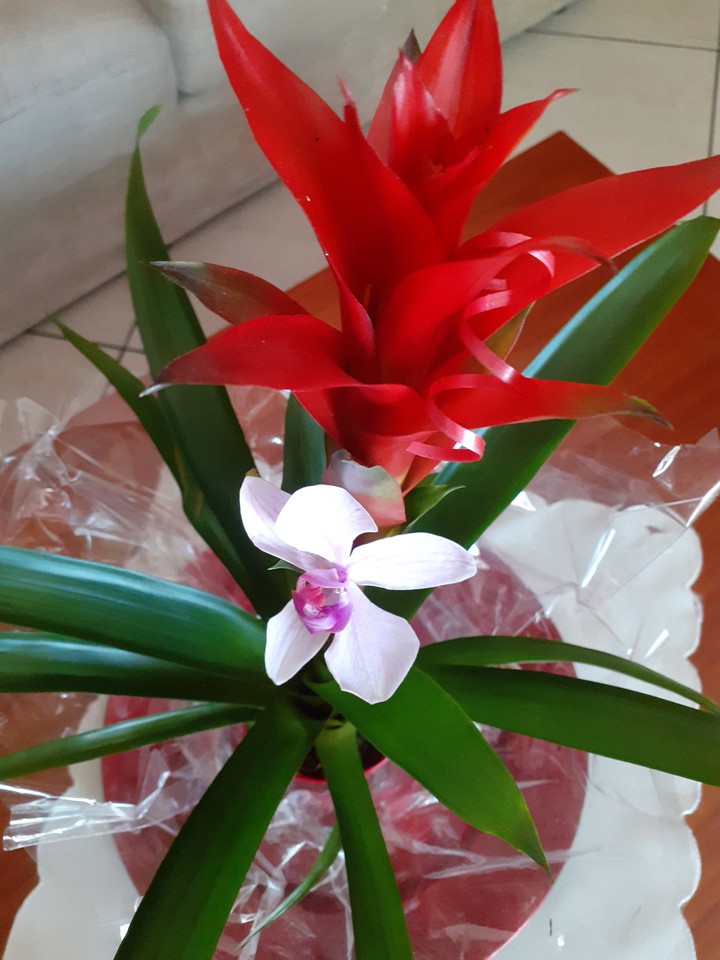 fiore