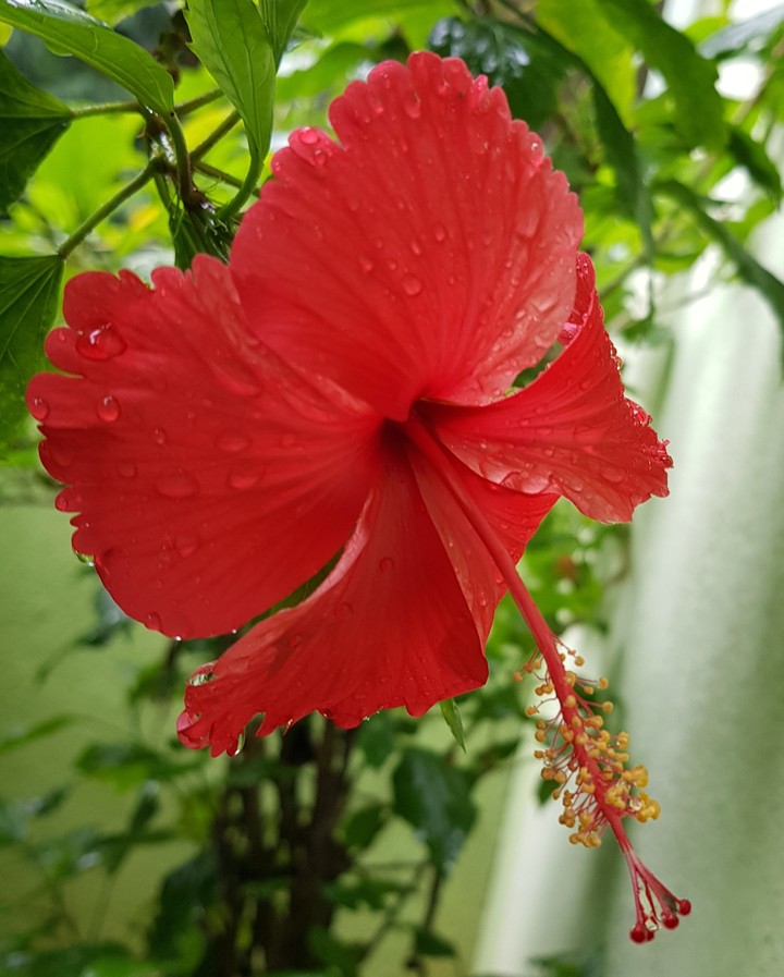 Hibiscus